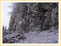 Predajna - Priroda_zimna panorama v dospelom lese